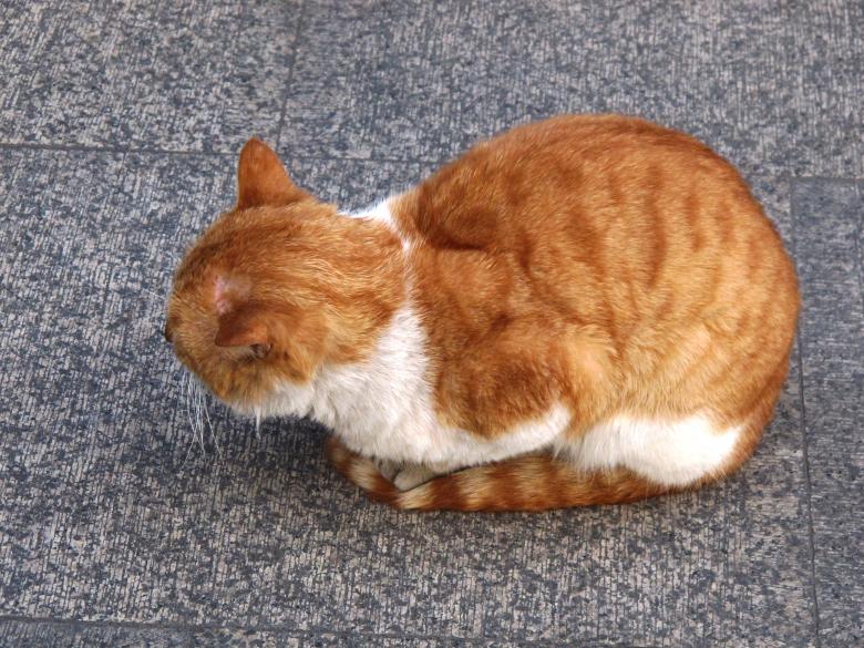 Free stock image of Coiled Cat on Street created by Sriratana Sutasirisap