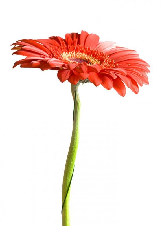 Free stock image of Gerbera created by 2happy