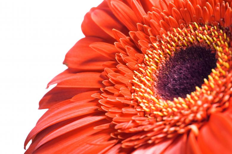 Free stock image of Gerbera created by 2happy
