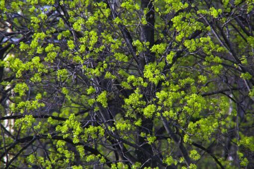 Free Stock Photo of green spring leaves