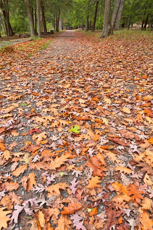 Free stock image of Deep Creek Autumn Path - HDR created by Nicolas Raymond