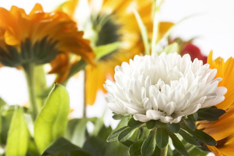 Free stock image of Flowers created by 2happy