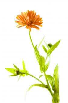 Free Stock Photo of Isolated flower