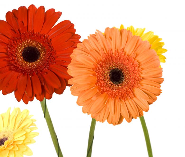 Free stock image of Gerberas created by 2happy