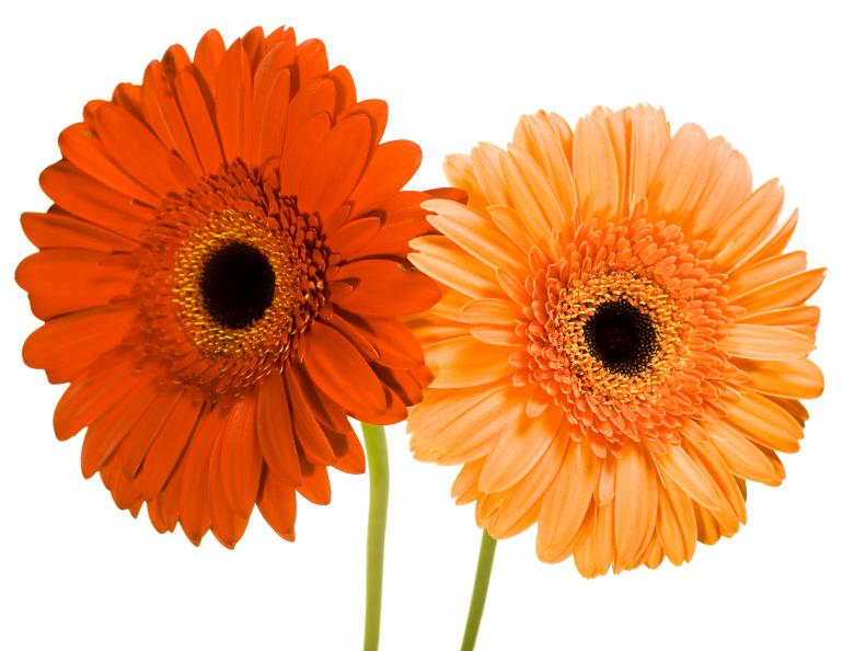 Free stock image of Gerberas created by 2happy