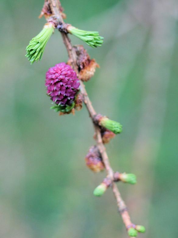 Free stock image of Pine cone blossom created by Geoff Dallimore
