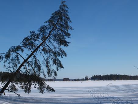 Free Stock Photo of Winter Landscape