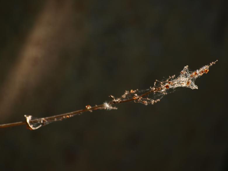 Free stock image of Spiderweb in plant created by Marko Mäkinen