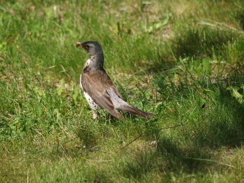 Free stock image of Bird created by Marko Mäkinen