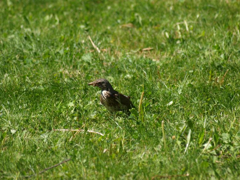 Free stock image of Bird created by Marko Mäkinen