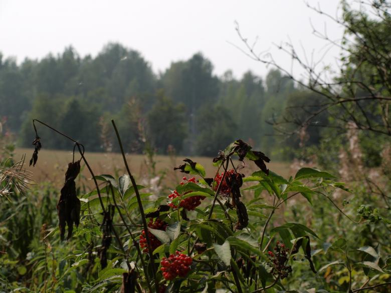 Free stock image of Countryside created by Marko Mäkinen