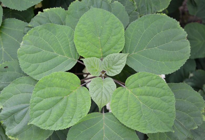 Free stock image of Leaves of smooth hydrangea created by Tomas Adomaitis