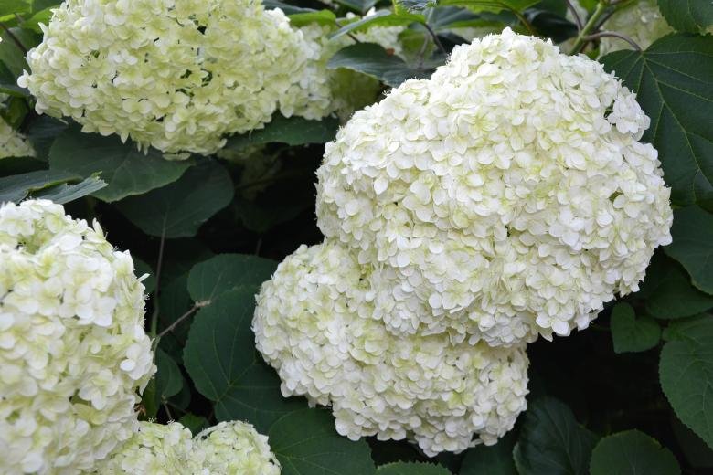 Free stock image of Inflorescence of smooth hydrangea created by Tomas Adomaitis