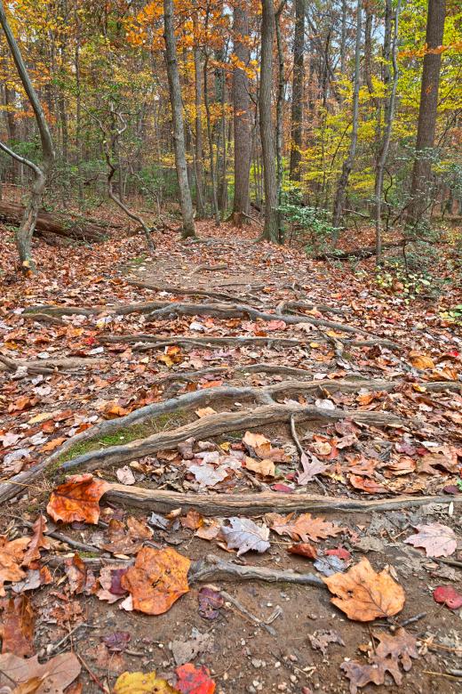 Free stock image of Seneca Fall Forest Trail - HDR created by Nicolas Raymond