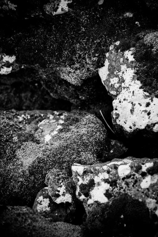 Free stock image of Moss and Rocks Texture created by Free Texture Friday