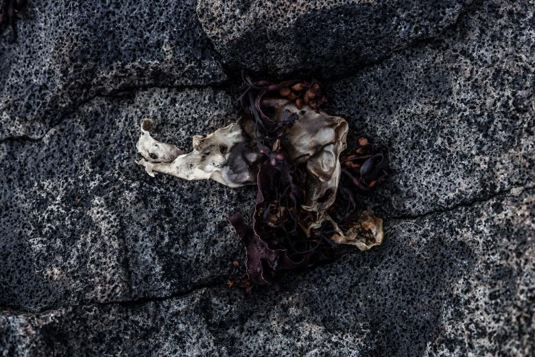 Free stock image of Seaweed and Rocks Texture created by Free Texture Friday