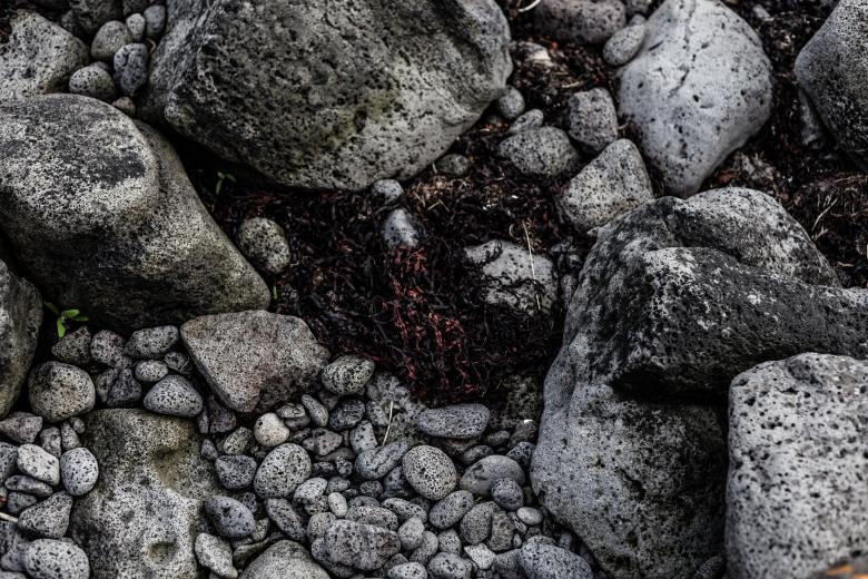 Free stock image of Seaweed and Rocks Texture created by Free Texture Friday