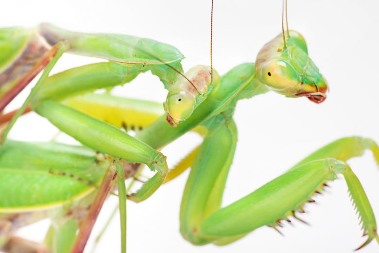 Free stock image of Praying mantises created by 2happy