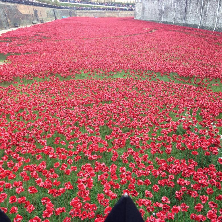 Free stock image of Red poppies London created by Alla Khmelnitsky