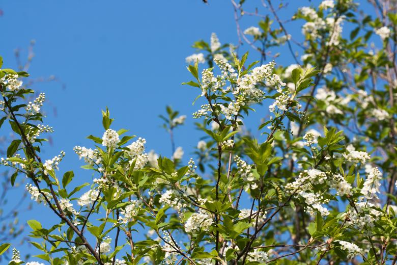 Free stock image of blossoming tree created by 2happy