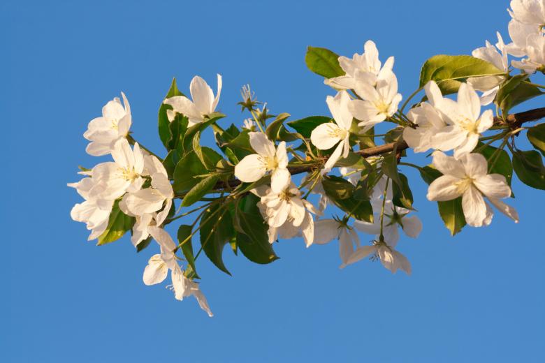 Free stock image of blossoming tree created by 2happy