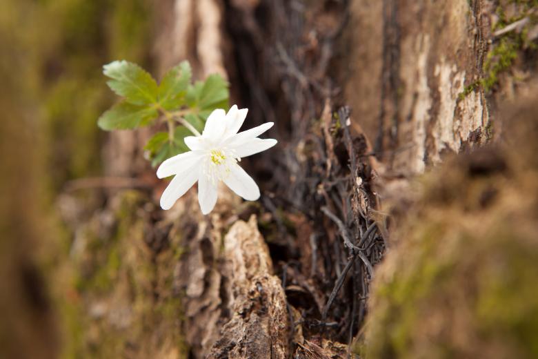 Free stock image of flowers created by 2happy