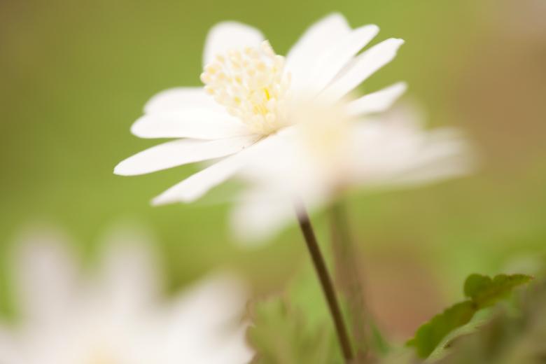Free stock image of flowers created by 2happy