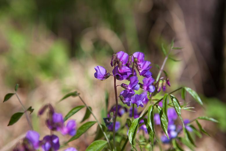 Free stock image of flowers created by 2happy