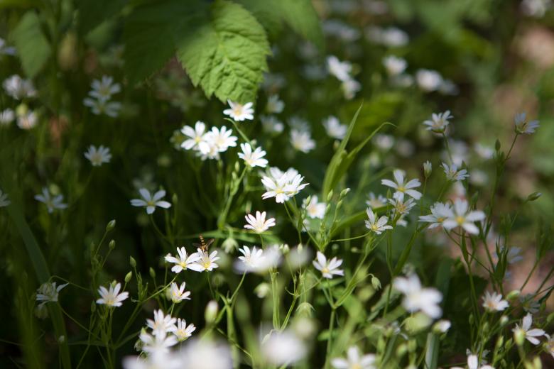 Free stock image of spring flowers created by 2happy