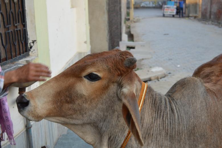 Free stock image of Cow giving Blessings - India created by Kamala Sharma