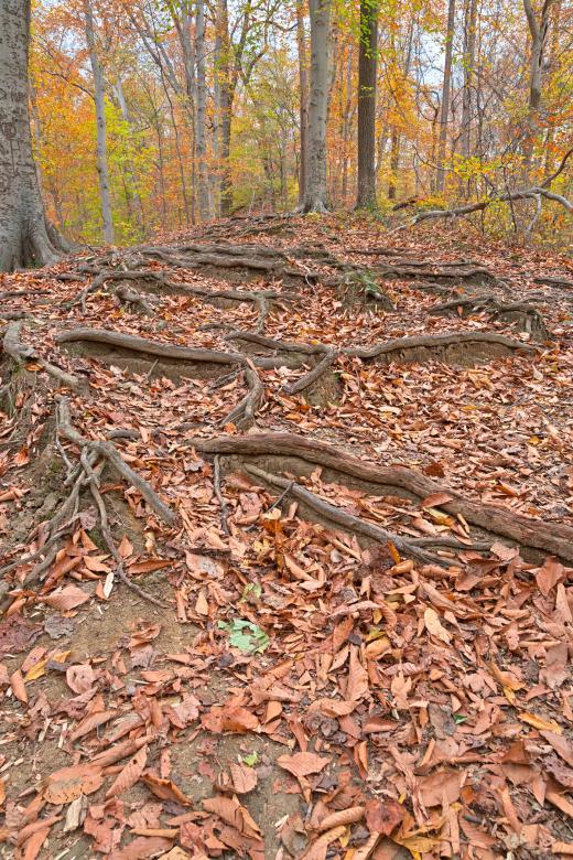 Free stock image of Autumn Avalon Trail - HDR created by Nicolas Raymond