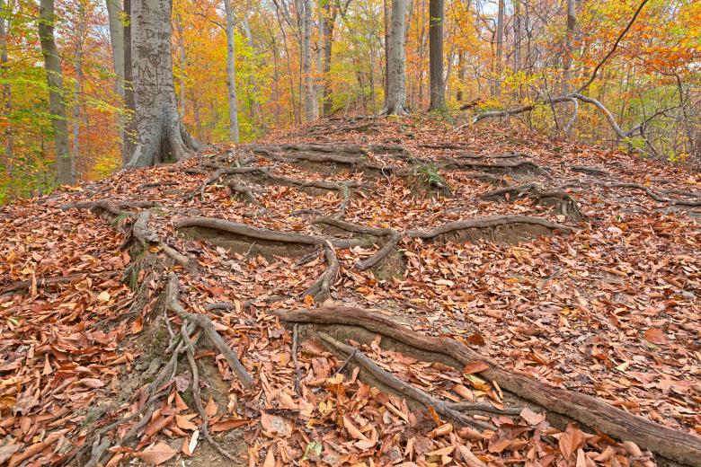 Free stock image of Autumn Avalon Trail - HDR created by Nicolas Raymond