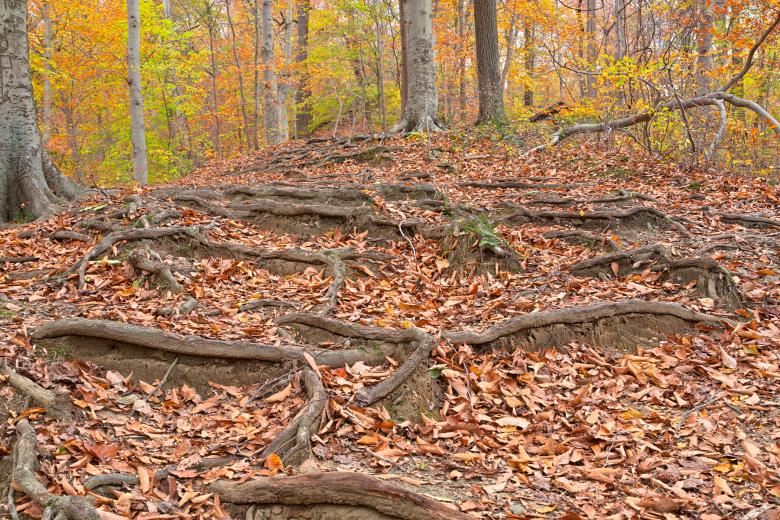 Free stock image of Autumn Avalon Trail - HDR created by Nicolas Raymond