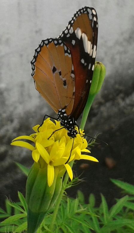 Free stock image of Beautiful butterfly created by taradi avinash