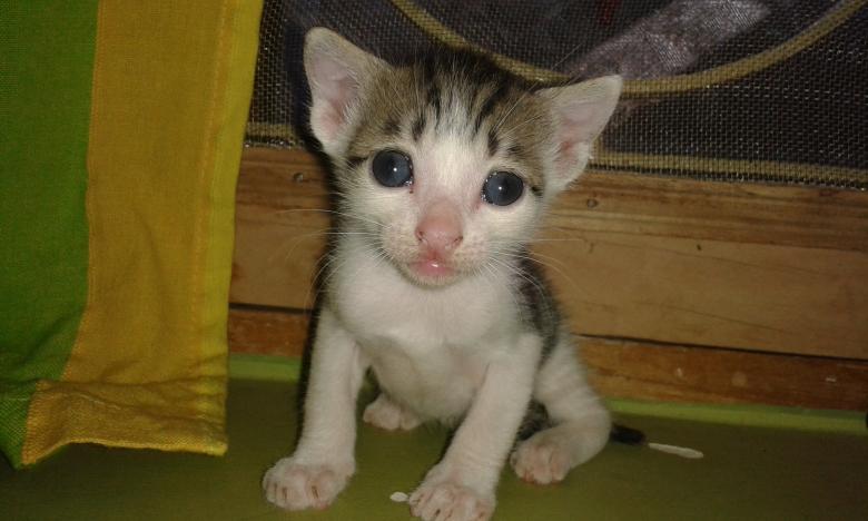 Free stock image of Cute kitty created by taradi avinash