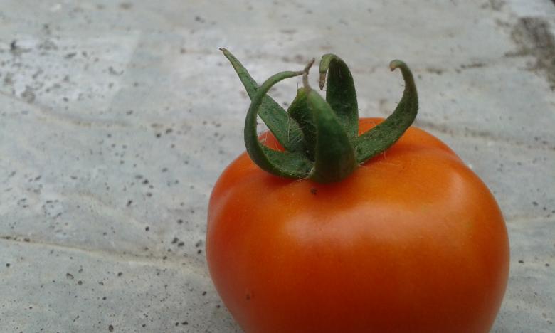 Free stock image of Tomato created by taradi avinash