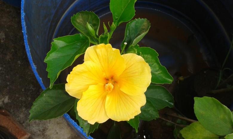 Free stock image of Yellow Flower created by taradi avinash