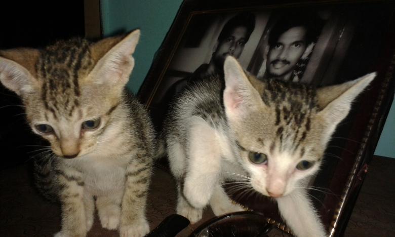 Free stock image of Kittens created by taradi avinash