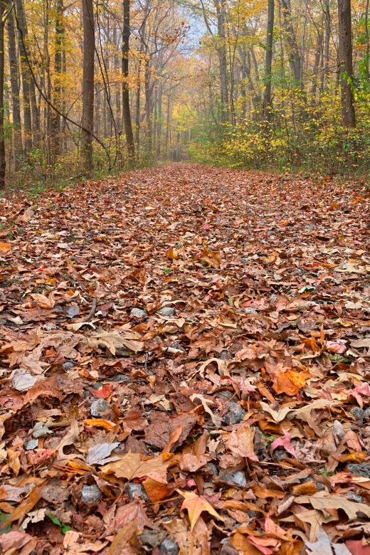 Free stock image of Fall Ferry Grove Trail - HDR created by Nicolas Raymond