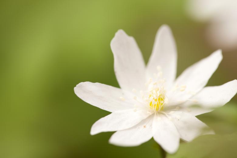 Free stock image of spring flower created by 2happy