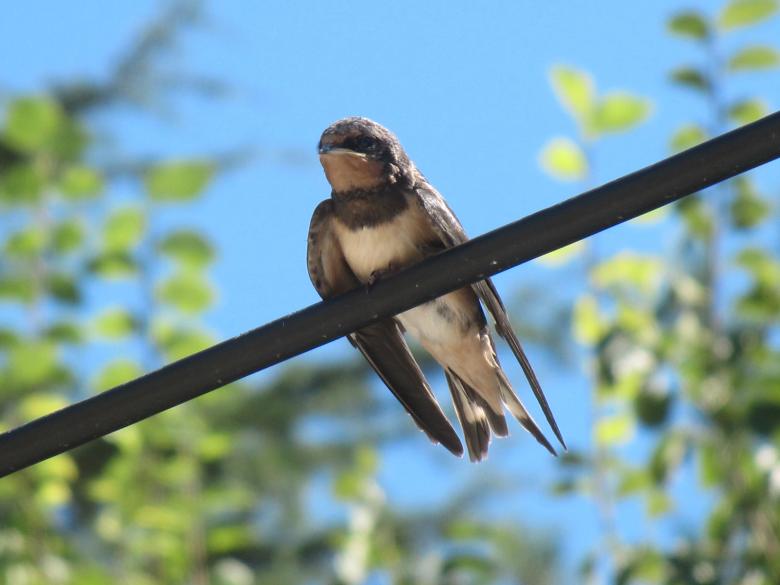 Free stock image of Swallow bird resting created by Boris Kyurkchiev