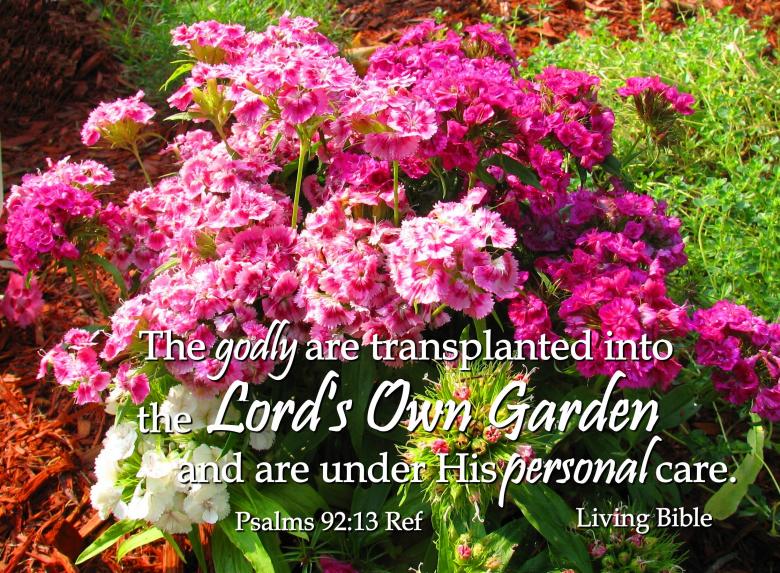 Free stock image of Transplanted Into God's Own Garden created by DFNatureAwed