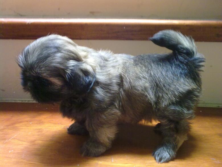 Free stock image of Cachorro created by Karla Camacho Galindo