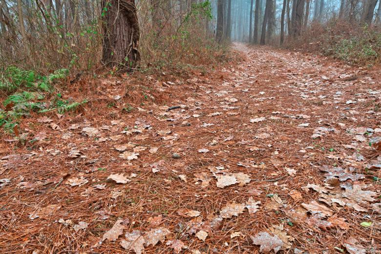 Free stock image of Winter Forest Trail - HDR created by Nicolas Raymond