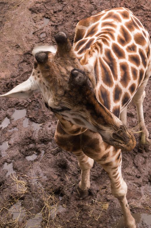 Free stock image of Bird View of Giraffe created by Joey Juffermans