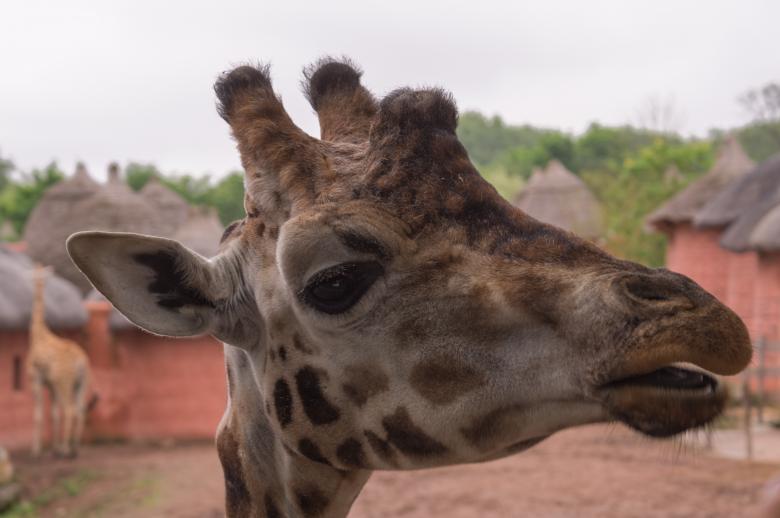 Free stock image of Close Up of Giraffe created by Joey Juffermans