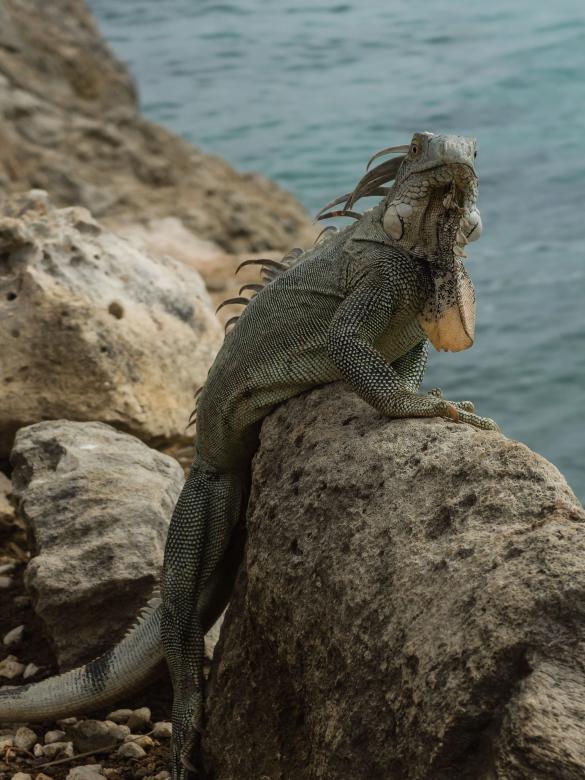 Free stock image of Iguana created by Joey Juffermans