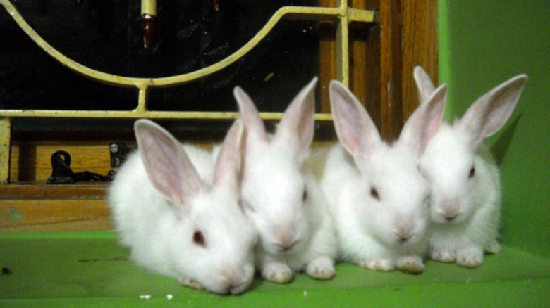 Free stock image of Rabbits created by taradi avinash