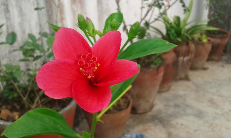 Free stock image of Red flower created by taradi avinash