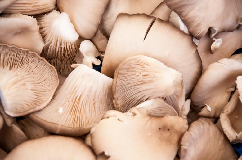 Free stock image of Oyster mushrooms created by Luka